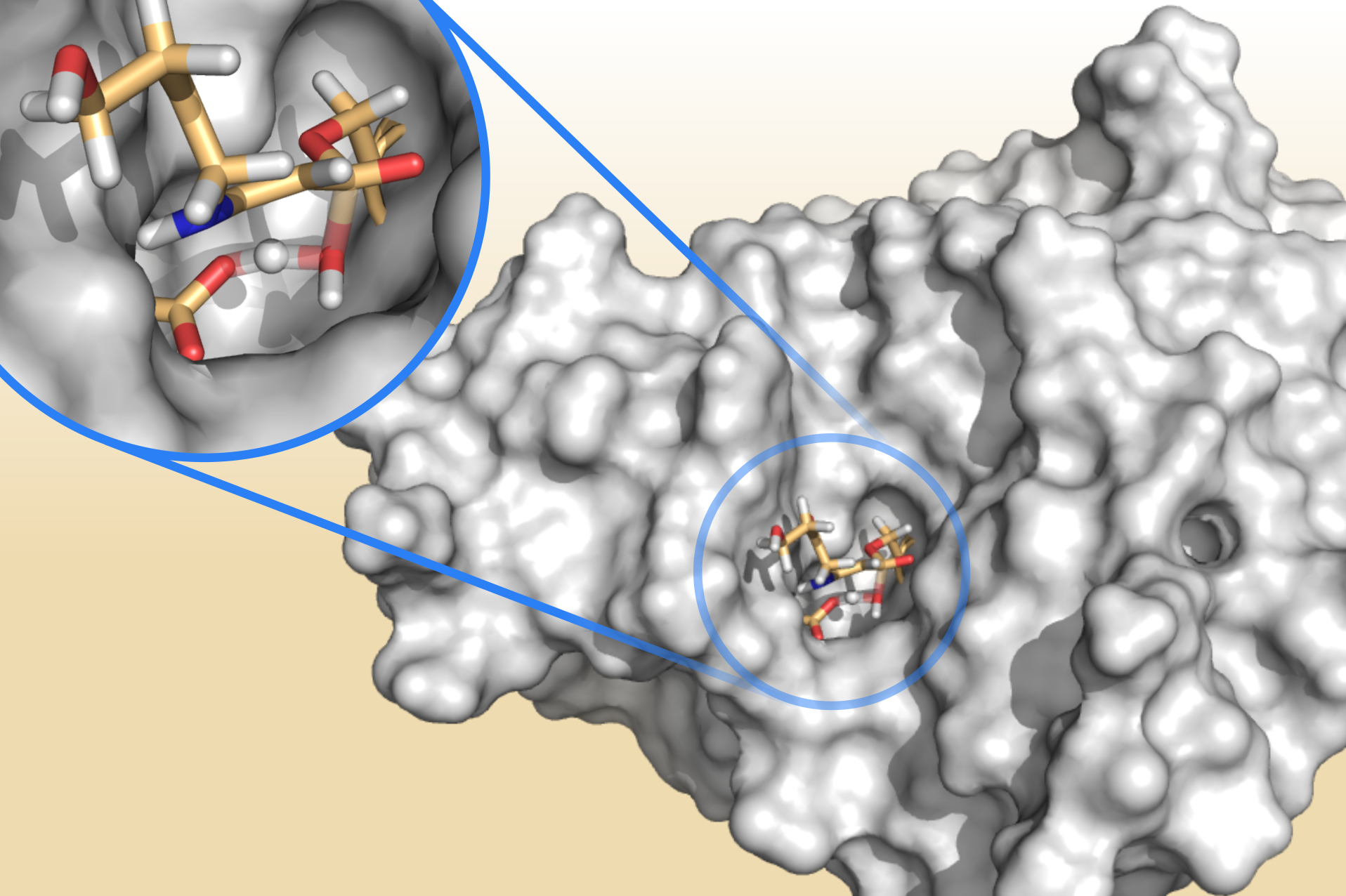 A bacterial enzyme releasing fragments of clavulanic acid, a “resistance blocker” designed to overcome antibiotic resistant infections. Destroying clavulanic acid enables the enzyme to protect bacteria from the effects of antibiotics. 